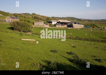 Felder von Ty Coch Farm am Stadtrand von Porthcawl an einem warmen sonnigen Frühlingsnachmittag Stockfoto