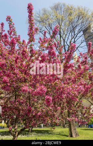 Prairie Feuer Krabapfel Baumblüten sind wunderschön im Madison Square Park, NYC, USA Stockfoto