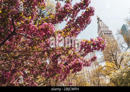 MetLife Tower mit Prairiefeuer Krabapfleblüten im Vordergrund, NYC, USA Stockfoto