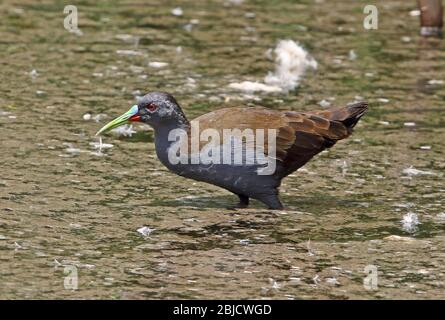 Plumbeous Rail (Pardirallus sanguinolentus simonsi) Erwachsene zu Fuß durch den flachen Pool Pantanos de Villa, Peru März Stockfoto