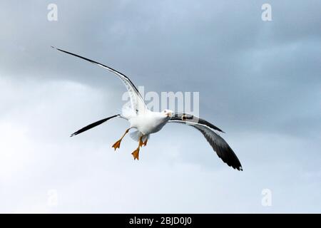 Möwe Lesser Schwarzer Hinterkopf Larus fuscus schwüllt in der Luft und fängt Nahrung auf Himmel Hintergrund. Stockfoto