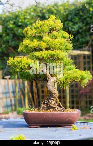 Ein Exemplar des japanischen Bonsai aus weißer Kiefer (Pinus parviflora) in einem flachen Keramik-Bonsai-Topf in einem Garten in Nordirland Stockfoto