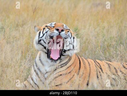 John Varty züchtet bengalische Tiger in Afrika. Sie wandern frei herum und jagen ihr eigenes Essen. Großer Erfolg bei der Erhaltung. Touristenziel. Stockfoto