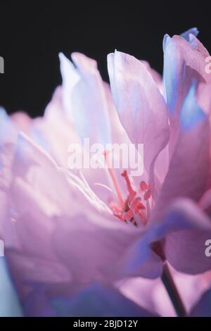 Cherry Blossom close up Makro-Ansicht - zweifarbiges Licht in Rot- und Blautönen eingerichtet Stockfoto