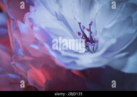 Cherry Blossom close up Makro-Ansicht - zweifarbiges Licht in Rot- und Blautönen eingerichtet Stockfoto