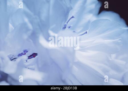 Kirschblüte Nahaufnahme Makroansicht in Magentaroten Stockfoto