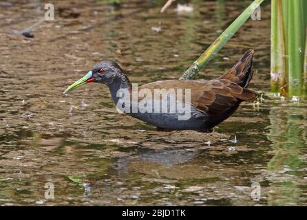 Plumbeous Rail (Pardirallus sanguinolentus simonsi) Erwachsene zu Fuß durch den flachen Pool Pantanos de Villa, Peru März Stockfoto