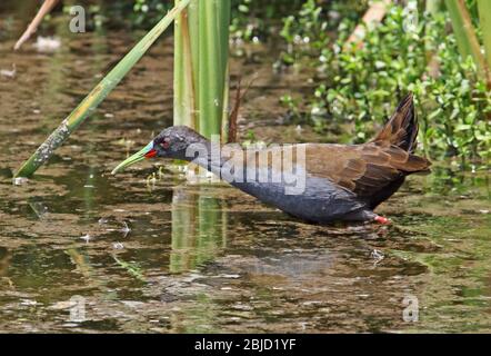 Plumbeous Rail (Pardirallus sanguinolentus simonsi) Erwachsene zu Fuß durch den flachen Pool Pantanos de Villa, Peru März Stockfoto