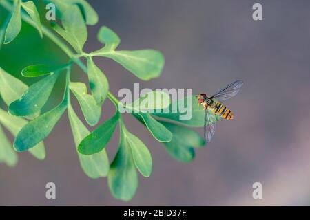 Schwebfliegen auf einem Gartenblatt Stockfoto