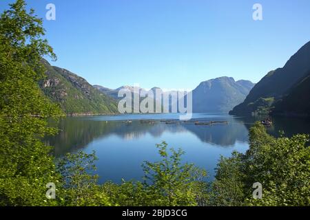 Fischfarm in Hardangerfjord, in einer schönen Fjordlandschaft, mit Spiegelungen der Berge, Rosendal, Norwegen. Stockfoto