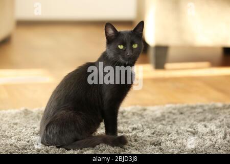Süße schwarze Katze sitzt auf dem Teppich zu Hause Stockfoto