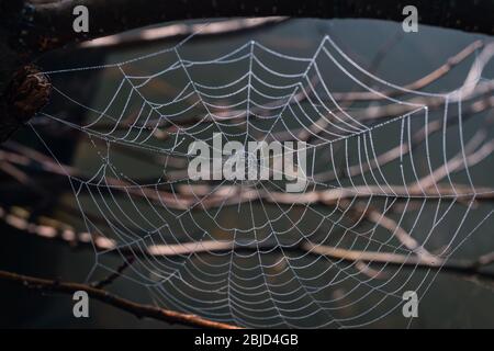Wassertropfen auf einem Spinnennetz Stockfoto