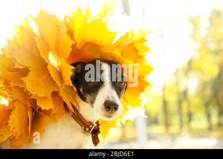 Lustige Jack Russell Terrier mit Chaplet aus Ahornblättern im Herbst Park, Nahaufnahme Stockfoto