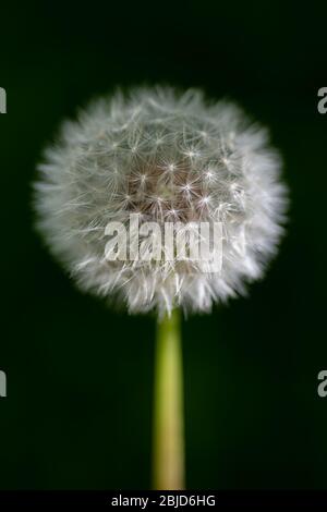 Nahaufnahme des Löwenzahns vor grünem Hintergrund Stockfoto