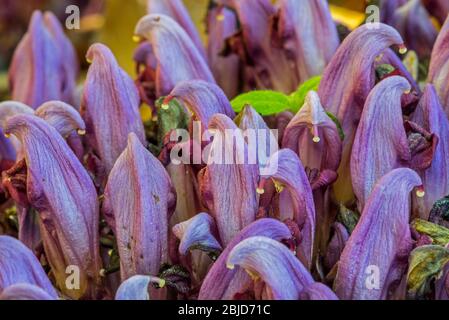Lila Zahnwürze / Klandestin (Lathraea clandestina) in der Blüte im Frühjahr Stockfoto