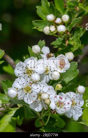 Blühender Weißdorn / Weißdorn / Weißdorn mit Einsaaten / Mayblossom (Crataegus monogyna) mit weißen Blüten im Frühjahr Stockfoto