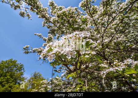 Blühender Weißdorn / Weißdorn / Weißdorn mit Einsaaten / Mayblossom (Crataegus monogyna) mit weißen Blüten im Frühjahr Stockfoto