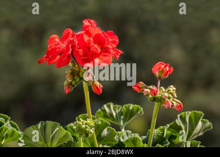 Rote Geranie / Pelargonium / Storksbill (Pelargonium-Arten) in Blüte im Garten im Frühjahr Stockfoto