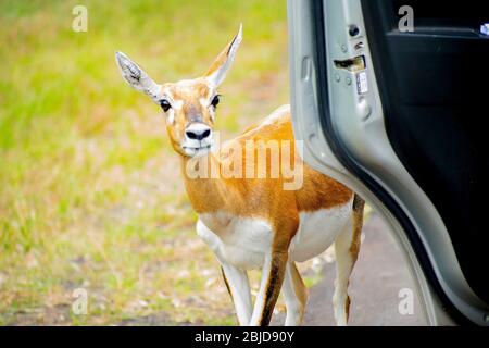 Weiblicher Schwarzbuck (Antilope cervicapra) auf der Straße Stockfoto