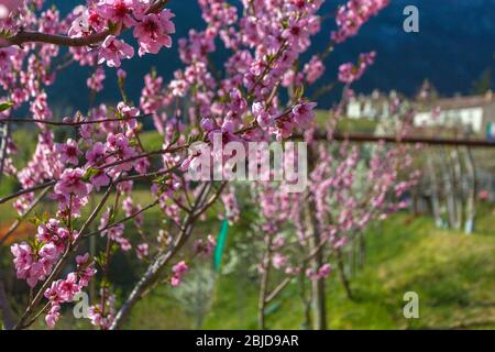 Pfirsichzweige in Blüte mit verschwommenem Hintergrund Stockfoto