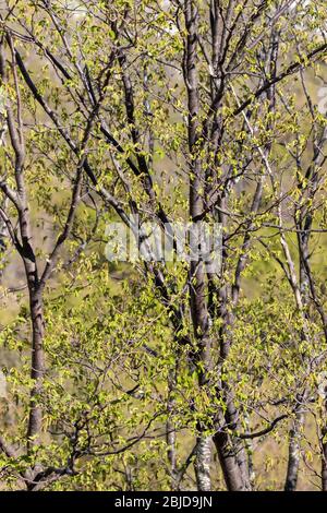 Ostrya carpinifolia, die europäische Hopfenhainbuche Stockfoto