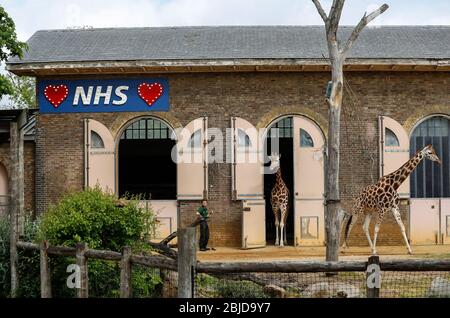 London, Großbritannien. April 2020. Ein beleuchtetes Schild zur Unterstützung des National Health Service (NHS) wird als zwei Giraffen am 29. April 2020 aus dem Giraffenhaus im Londoner Zoo in London, Großbritannien, herausgehen. Kredit: Han Yan/Xinhua/Alamy Live News Stockfoto