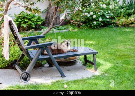 Tiere, Katze und Hund entspannen im schönen Garten Stockfoto