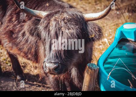 Schottisches Hochlandrinder-Stier Trinkwasser Stockfoto