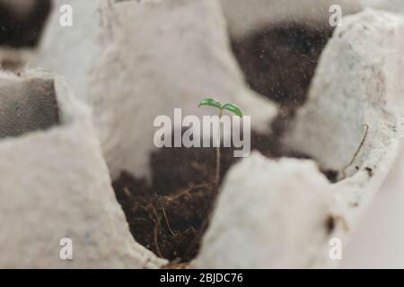 Kleine Plats wachsen in Karton Hühnerei Box in schwarzem Boden. Brechen Sie den biologisch abbaubaren Pappbecher ab und Pflanzen Sie im Freien im Boden. Wiederverwendung. Aussaat Stockfoto