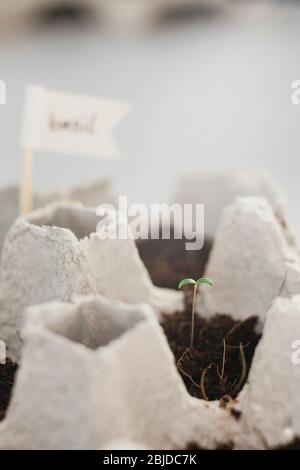 Kleine Plats wachsen in Karton Hühnerei Box in schwarzem Boden. Brechen Sie den biologisch abbaubaren Pappbecher ab und Pflanzen Sie im Freien im Boden. Wiederverwendung. Aussaat Stockfoto