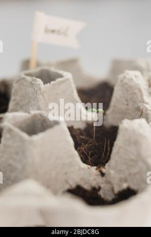 Kleine Plats wachsen in Karton Hühnerei Box in schwarzem Boden. Brechen Sie den biologisch abbaubaren Pappbecher ab und Pflanzen Sie im Freien im Boden. Wiederverwendung. Aussaat Stockfoto