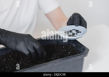 Eine Frau wird in eine Fensterbank mit Gartenfenstern Samen gepflanzt. Gesunde Ernährung Veganismus Stockfoto