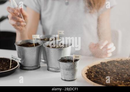 Ein Mädchen sprüht mikrogrüne Sprossen aus einer Sprühflasche. Junge Triebe, super Essen. Anbau von Haus Microgreens, Gartenarbeit im Innenbereich. Stockfoto