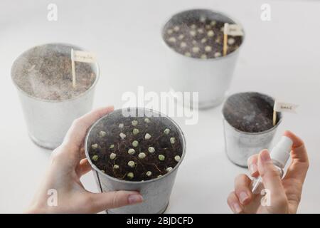 Ein Mädchen sprüht mikrogrüne Sprossen aus einer Sprühflasche. Junge Triebe, super Essen. Anbau von Haus Microgreens, Gartenarbeit im Innenbereich. Stockfoto