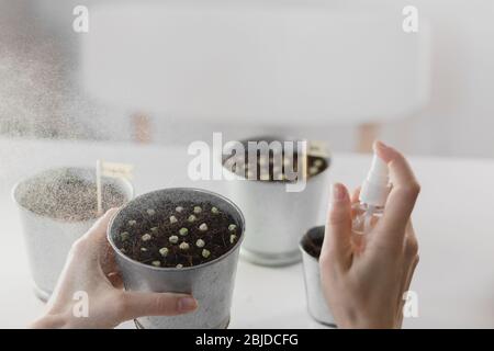 Ein Mädchen sprüht mikrogrüne Sprossen aus einer Sprühflasche. Junge Triebe, super Essen. Anbau von Haus Microgreens, Gartenarbeit im Innenbereich. Stockfoto