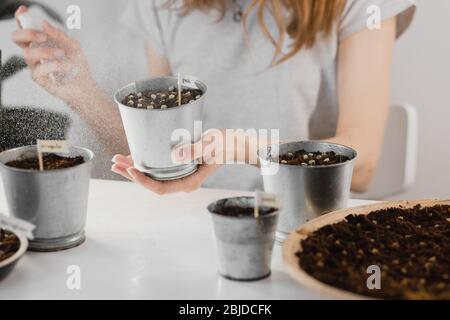 Ein Mädchen sprüht mikrogrüne Sprossen aus einer Sprühflasche. Junge Triebe, super Essen. Anbau von Haus Microgreens, Gartenarbeit im Innenbereich. Stockfoto