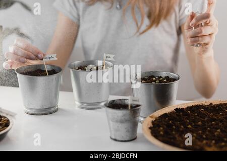 Ein Mädchen sprüht mikrogrüne Sprossen aus einer Sprühflasche. Junge Triebe, super Essen. Anbau von Haus Microgreens, Gartenarbeit im Innenbereich. Stockfoto