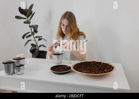 Ein Mädchen sprüht mikrogrüne Sprossen aus einer Sprühflasche. Junge Triebe, super Essen. Anbau von Haus Microgreens, Gartenarbeit im Innenbereich. Stockfoto