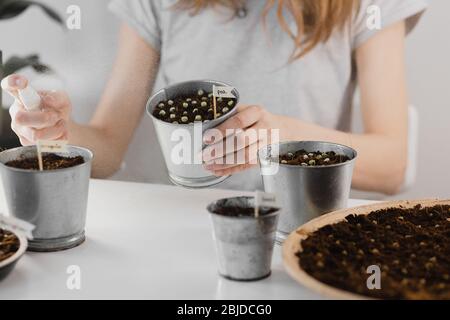 Ein Mädchen sprüht mikrogrüne Sprossen aus einer Sprühflasche. Junge Triebe, super Essen. Anbau von Haus Microgreens, Gartenarbeit im Innenbereich. Stockfoto