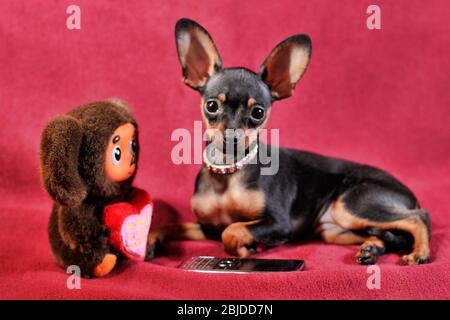 Schwarz und tan kurzhaarige Russkiy Spielzeug (russische Spielzeug Terrier) mit cheburashka Plüsch Spielzeug Stockfoto
