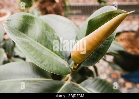 Ficus wächst zu Hause im Wintergarten, Blätter aus nächster Nähe. Selektiver Fokus. Stockfoto