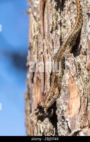 Viviparous Eidechse - Zootoca vivipara - sitzt kopfüber auf einer Kiefer - Pinus sylvestris Stockfoto