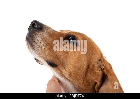 Niedlicher dreifarbiger Beagle-Hund auf isoliertem Hintergrund Stockfoto