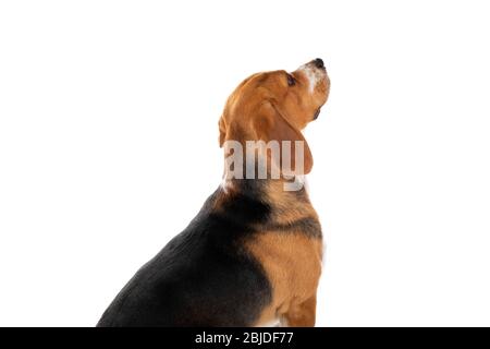 Niedlicher dreifarbiger Beagle-Hund auf isoliertem Hintergrund Stockfoto