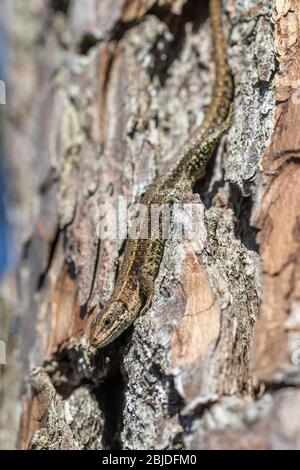 Viviparous Eidechse - Zootoca vivipara - sitzt kopfüber auf einer Kiefer - Pinus sylvestris Stockfoto