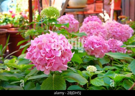 Hortensia blüht im Garten, ganz nah. Rosa sanfte Blüten Knospen wächst. Landschaftsgestaltung und Dekoration im Frühjahr und Sommer. Stockfoto