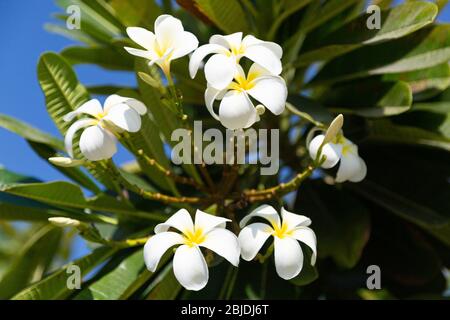 Blühende Südpflanze mit schönen weißen Blüten und saftigem Laub. Stockfoto