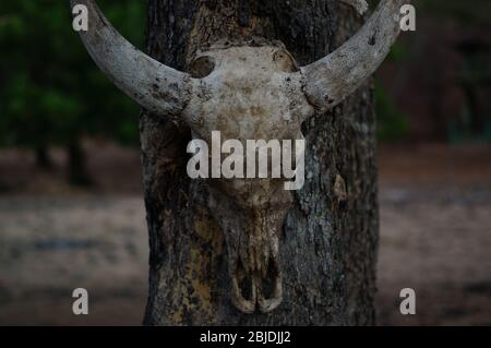 Schädel von Tieren, die an Bäumen hängen, sind in der Wildnis, Spuren von wilden Raubtieren und natürlichen Raubtieren. Stockfoto