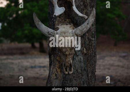 Schädel von Tieren, die an Bäumen hängen, sind in der Wildnis, Spuren von wilden Raubtieren und natürlichen Raubtieren. Stockfoto