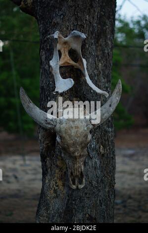 Schädel von Tieren, die an Bäumen hängen, sind in der Wildnis, Spuren von wilden Raubtieren und natürlichen Raubtieren. Stockfoto